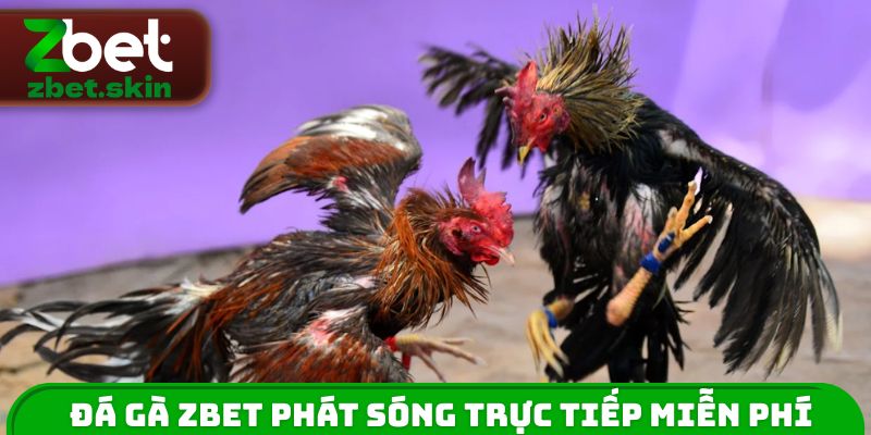Đá gà ZBET phát sóng trực tiếp miễn phí